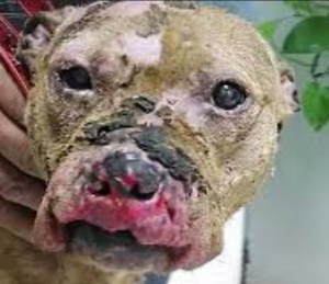 rescued dog Karma, had chemical burns on her head and her face was peeling away from bite wounds.