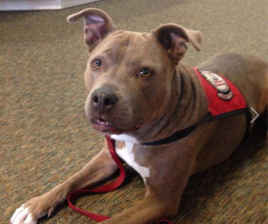 Blueberry, 6 year old therapt dog