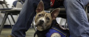 Former U.S. Marine Joe Bonfiglio, 24, sits with his pit bull assistance dog Zen at his feet, in a classroom on the campus of Mercy College, in Dobbs Ferry, NY, Wednesday, Feb. 4, 2015. Zen has allowed Bonfiglio, 24, who was diagnosed with post-traumatic stress disorder , to get back to everyday activities. The Animal Farm Foundation in Dutchess County, New York, wants to change the stigma of pit bull dogs by training and donating rescued dogs to guide the blind and push wheelchairs or help people regain their mobility and avoid falls. (AP Photo/Richard Drew)